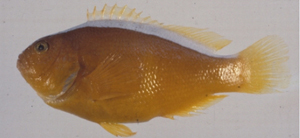 中文種名:白背雙鋸魚學名:Amphiprion sandaracinos台灣俗名:小丑魚大陸名:白背雙鋸魚