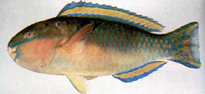 中文種名:日本綠鸚哥魚