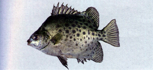 中文種名:金錢魚學名:Scatophagus argus台灣俗名:變身苦、黑星銀大陸名:金錢魚