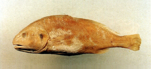 中文種名:半斑黃姑魚