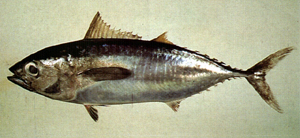 中文種名:黃鰭鮪學名:Thunnus albacares台灣俗名:串仔、黃奇串大陸名:黃鰭金槍魚