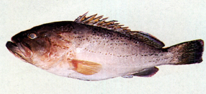 中文種名:琉璃石斑魚