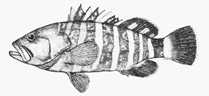 中文種名:七帶石斑魚