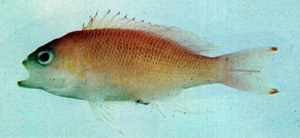 中文種名:紅帶擬花鮨