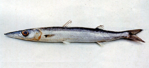 中文種名:尖鰭金梭魚