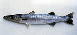 中文種名:巴拉金梭魚