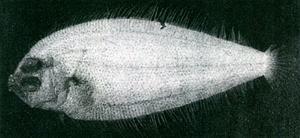 中文種名:日本羊舌鮃