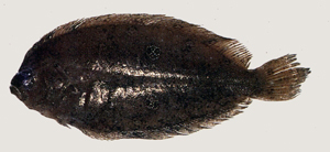 中文種名:重點斑鮃學名:Pseudorhombus dupliciocellatus台灣俗名:扁魚、皇帝魚、半邊魚、比目魚大陸名:雙瞳斑鮃