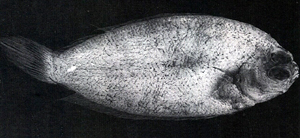 中文種名:長體瓦鰈學名:Poecilopsetta praelonga台灣俗名:扁魚、皇帝魚、半邊魚、比目魚大陸名:長體瓦鰈