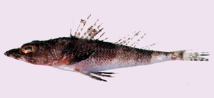 中文種名:棘鱗牛尾魚