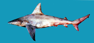中文種名:鉛灰真鯊