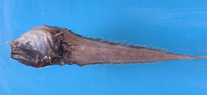 中文種名:大棘鼬魚學名:Acanthonus armatus台灣俗名:鼬魚大陸名:大棘鼬鳚