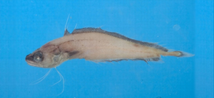 中文種名:貝勞絲鰭鱈