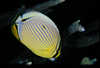 中文種名:弓月蝴蝶魚