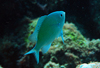 中文種名:藍綠光鰓魚