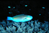 中文種名:藍頭綠鸚哥魚