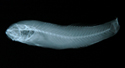 中文種名:紫鰭細棘鰕虎學名:Acentrogobius janthinopterus台灣俗名:大陸名: