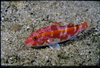 中文種名:紅帶海緋鯉