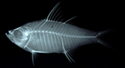 中文種名:布魯雙邊魚學名:Ambassis buruensis台灣俗名:彎線雙邊魚、玻璃魚、大面側仔大陸名:布魯雙邊魚