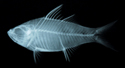中文種名:尾紋雙邊魚學名:Ambassis urotaenia台灣俗名:細尾雙邊魚、玻璃魚、大面側仔大陸名:尾紋雙邊魚