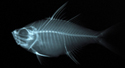 中文種名:大棘雙邊魚學名:Ambassis macracanthus台灣俗名:玻璃魚、大面側仔大陸名:大棘雙邊魚