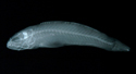 中文種名:虎齒細棘鰕虎學名:Acentrogobius caninus台灣俗名:大陸名:犬牙細棘鰕虎魚