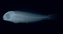中文種名:金鰭稀棘鳚