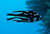 中文種名:斑點羽鰓笛鯛