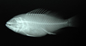 中文種名:青石斑魚