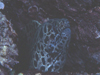 中文種名:大斑裸胸鯙