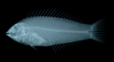 中文種名:斑點海豬魚