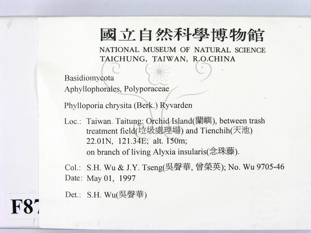 學名:Phylloporia chrysita