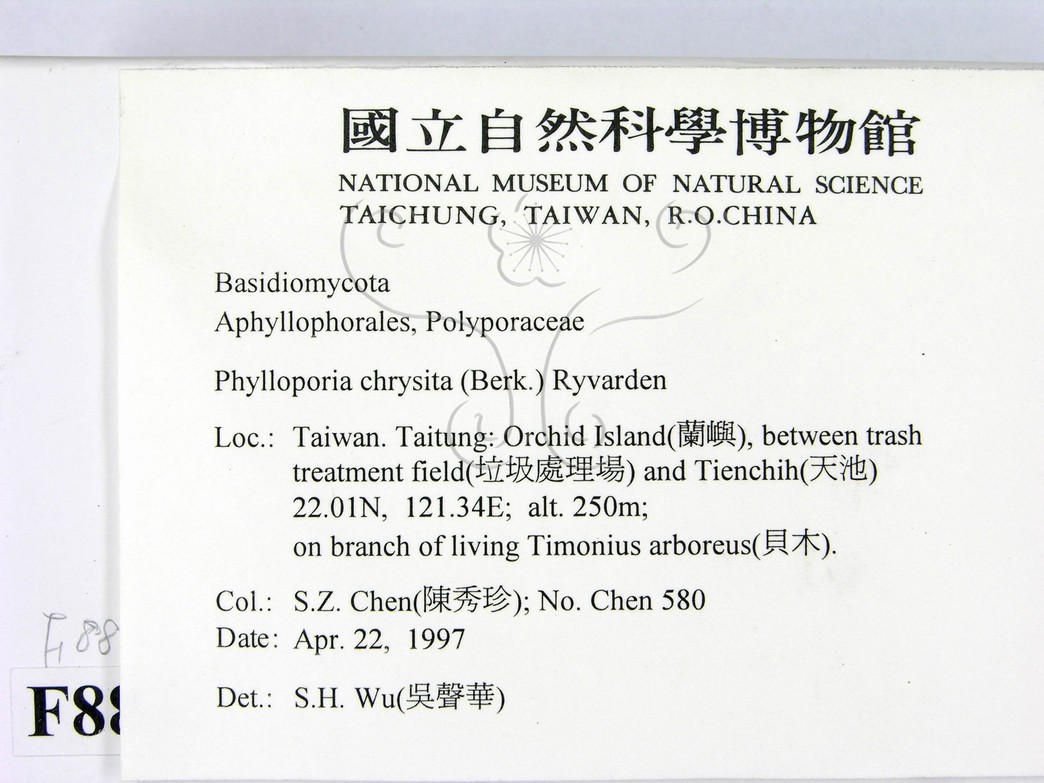 學名:Phylloporia chrysita