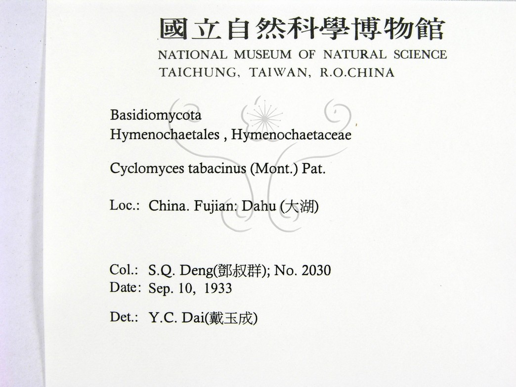 學名:Cyclomyces tabacinus