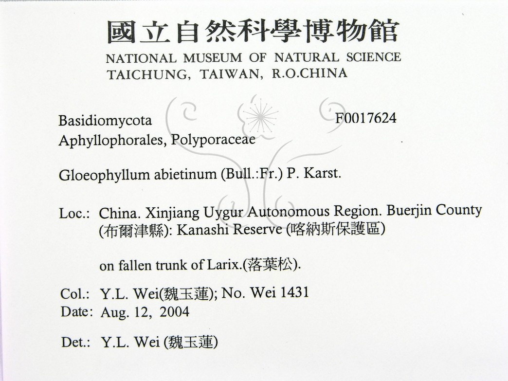 學名:Gloeophyllum abietinum