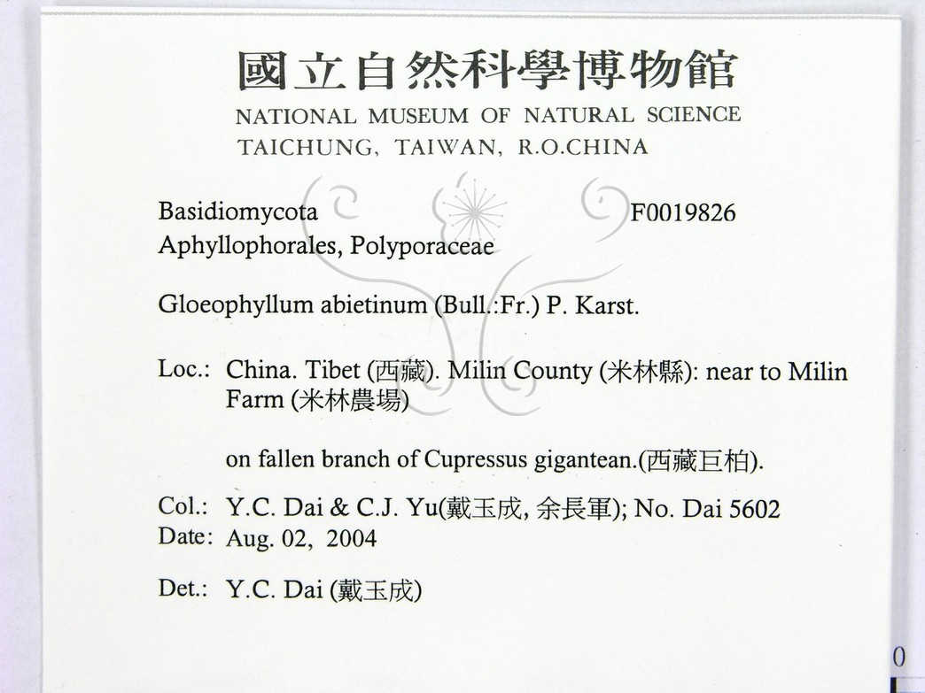 學名:Gloeophyllum abietinum