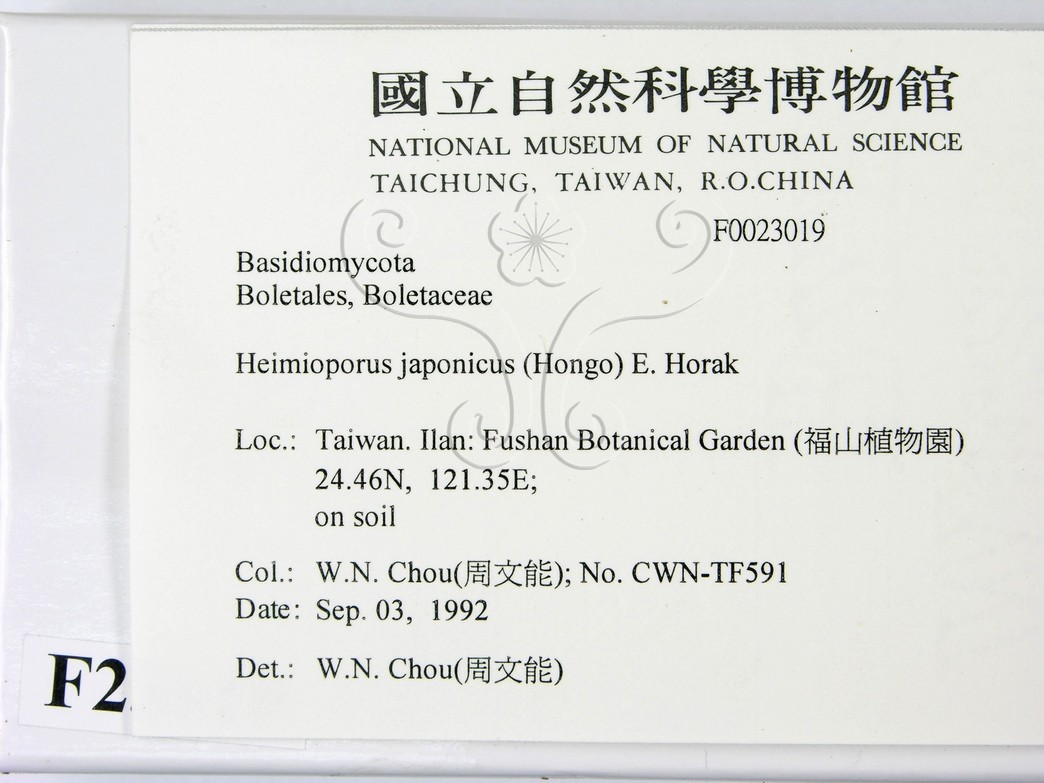 學名:Heimioporus japonicus