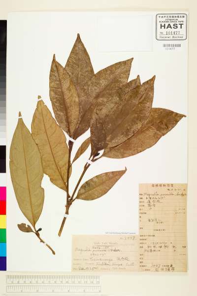 中文種名:香港玉蘭(夜合)學名:Magnolia coco (Lour.) DC.