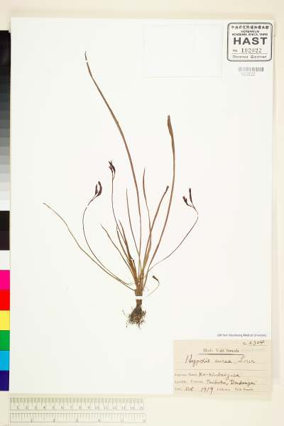 中文種名:小金梅葉、小金梅草學名:Hypoxis aurea Lour.