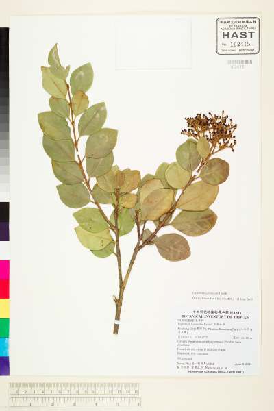中文種名:日本女貞學名:Ligustrum japonicum Thunb.