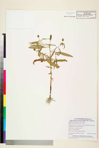 中文種名:尖瓣花學名:Sphenoclea zeylanica Gaertn.