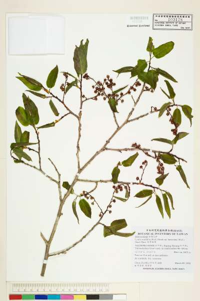 中文種名:銳葉南燭學名:Lyonia ovalifolia (Wall.) Drude var. lanceolata (Wall.) Hand.-Mazz.