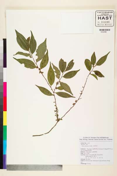 中文種名:米碎柃木學名:Eurya chinensis R. Br.