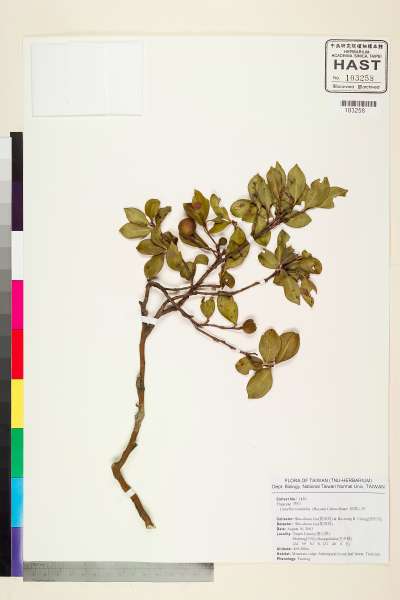 中文種名:細葉山茶學名:Camellia tenuifolia (Hayata) Coh-Stuart