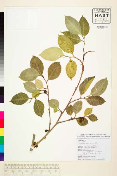 中文種名:白肉榕學名:Ficus virgata Reinw. ex Bl.
