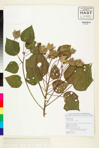 中文種名:木芙蓉學名:Hibiscus mutabilis L.