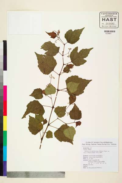 中文種名:漢氏山葡萄學名:Ampelopsis brevipedunculata (Maxim.) Traut. var. hancei (Planch.) Rehder