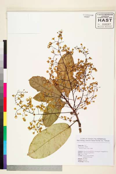 中文種名:鳳眼果(蘋婆)學名:Sterculia nobilis R. Brown