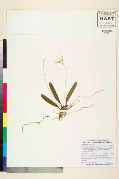 中文種名:黃花捲瓣蘭學名:Bulbophyllum pectenveneris (Gagnep.) Seidenf.