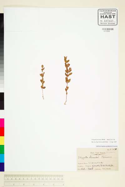 中文種名:無柄花瓜子金學名:Polygala arvensis Willd.